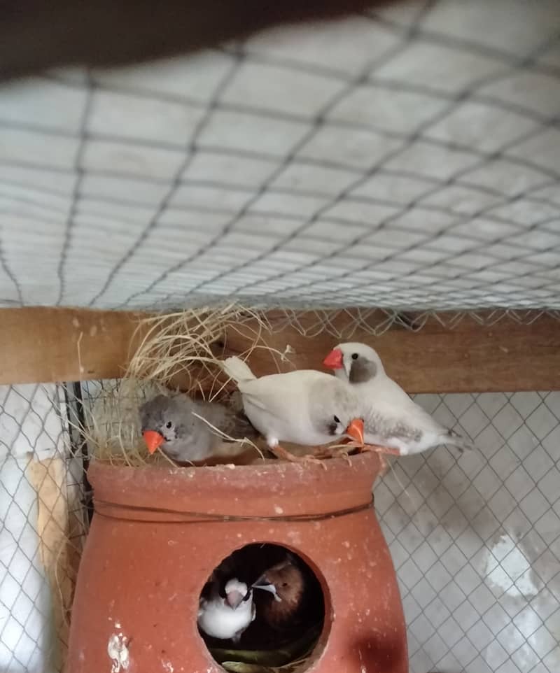 ZEBRA FINCH AND BANGLESE FINCH AND FISHER 1