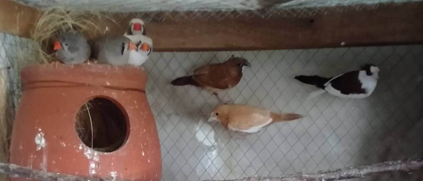 ZEBRA FINCH AND BANGLESE FINCH AND FISHER 2