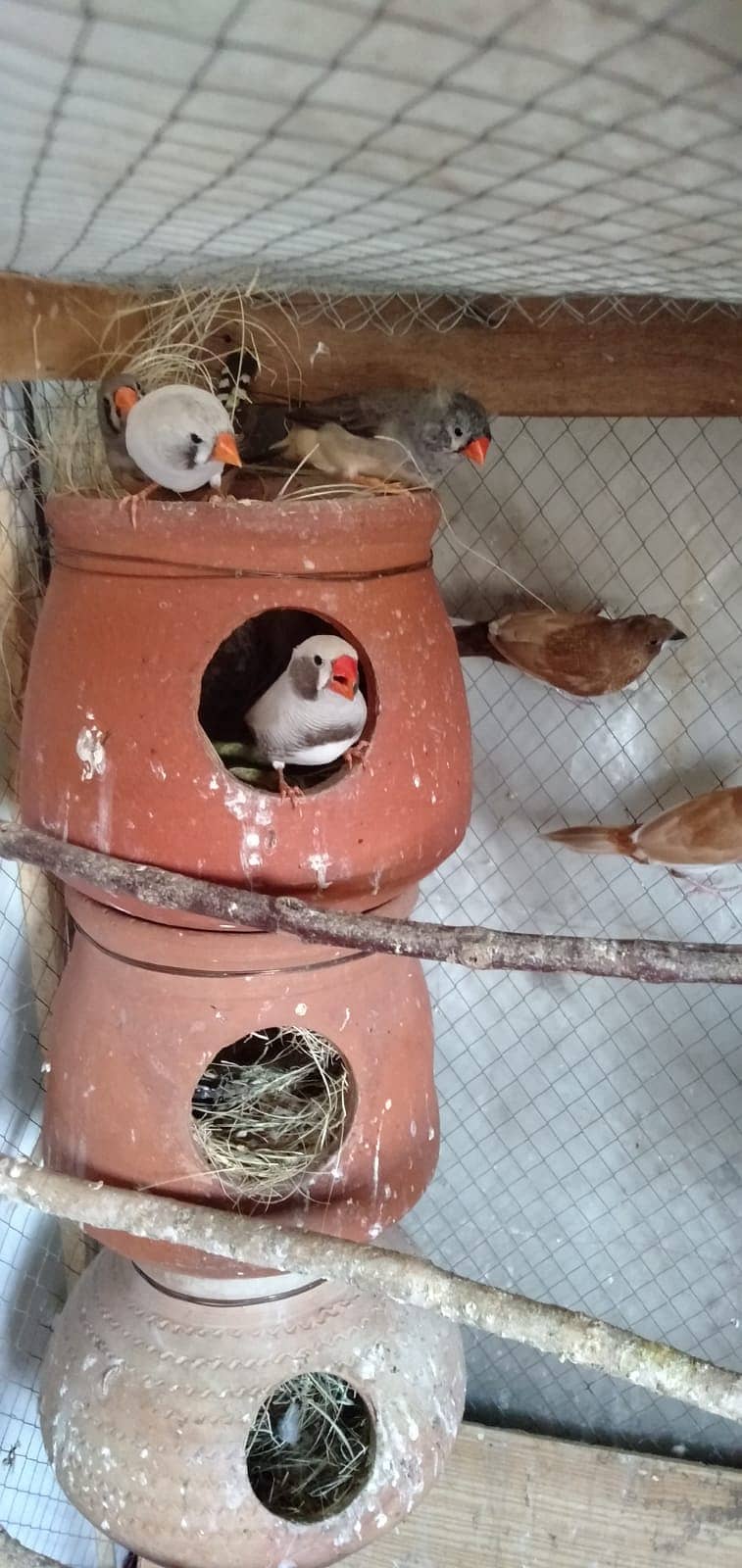 ZEBRA FINCH AND BANGLESE FINCH AND FISHER 3