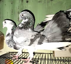 All pigeons for sale