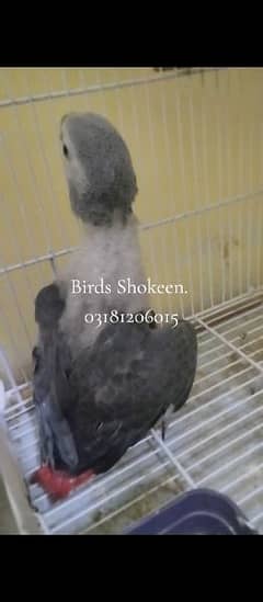 Grey parrot half covered chick