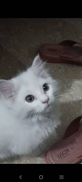 Persian Male Kitten 0