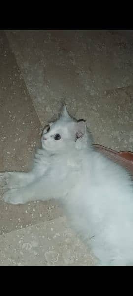 Persian Male Kitten 1