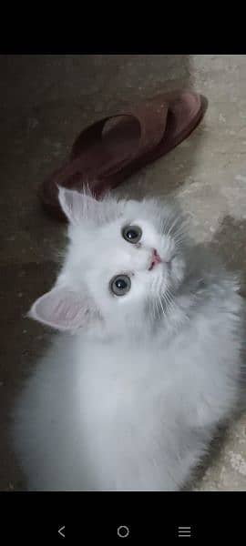 Persian Male Kitten 2