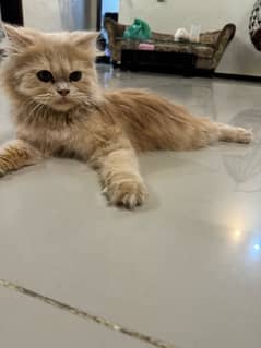 persian female kitten for sale