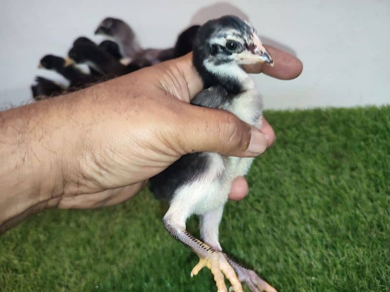 eggs or chicks ganoi Madagascar aseel 0 3 0 4 4 6 7 5 6 7 9 7