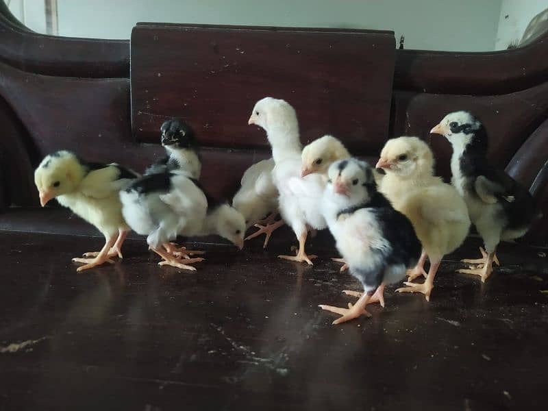 eggs or chicks ganoi Madagascar aseel 0 3 0 4 4 6 7 5 6 7 9 11