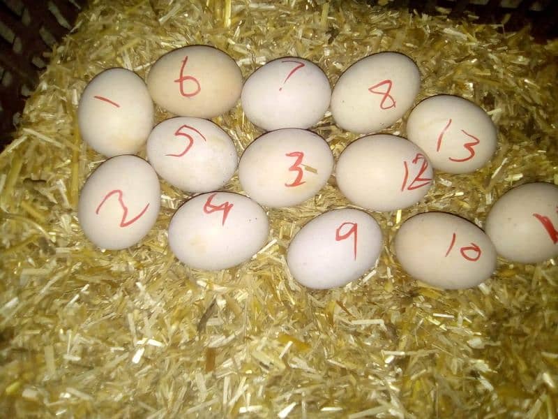 eggs or chicks ganoi Madagascar aseel 0 3 0 4 4 6 7 5 6 7 9 13
