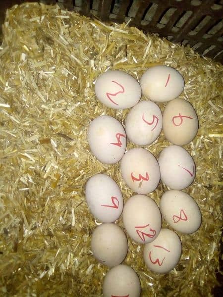eggs or chicks ganoi Madagascar aseel 0 3 0 4 4 6 7 5 6 7 9 14