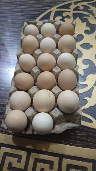eggs or chicks ganoi Madagascar aseel 0 3 0 4 4 6 7 5 6 7 9 15