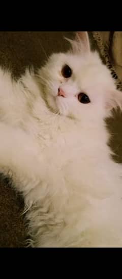 persian male cat / triple coated