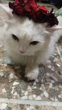 Cat For Sale 25k