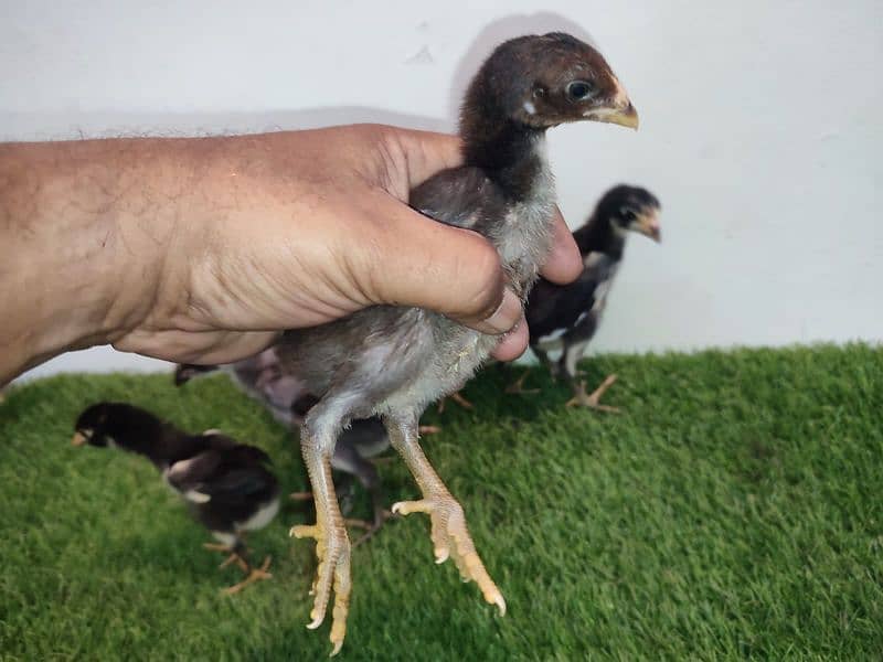 eggs or chicks ganoi Madagascar aseel 0 3 0 4 4 6 7 5 6 7 9 7