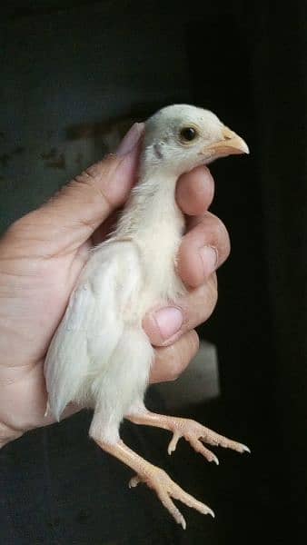 eggs or chicks ganoi Madagascar aseel 0 3 0 4 4 6 7 5 6 7 9 17