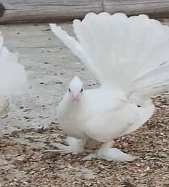 white American fantail lakkay fancy pigeon 0