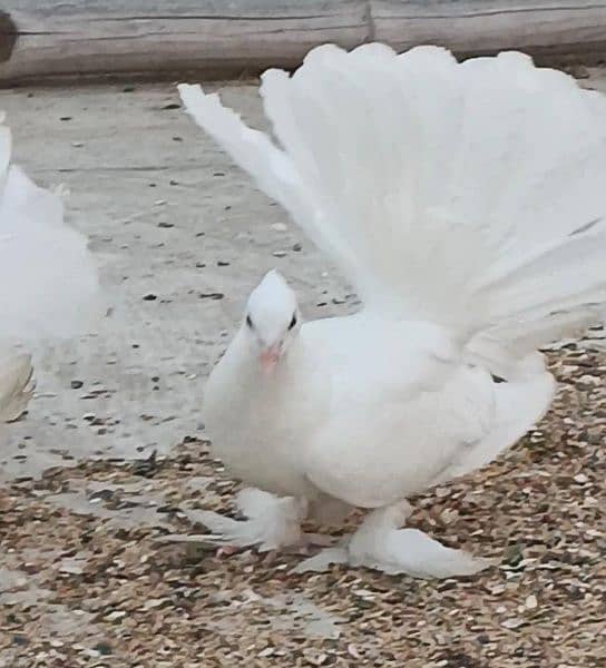 white American fantail lakkay fancy pigeon 0