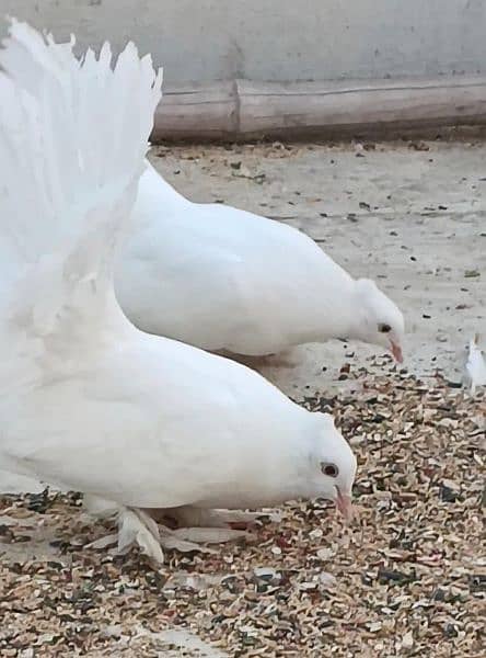 white American fantail lakkay fancy pigeon 1