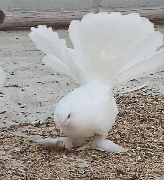 white American fantail lakkay fancy pigeon 3