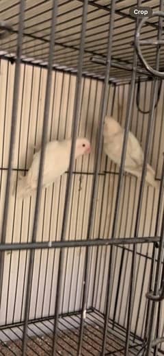 Albino red eyes to red eyes breeder pair for sale