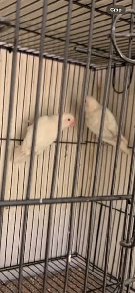 Albino red eyes to red eyes breeder pair for sale 0