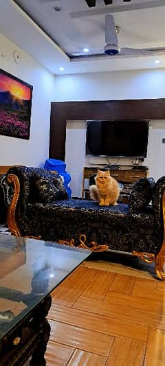 Persian triple coat female cat