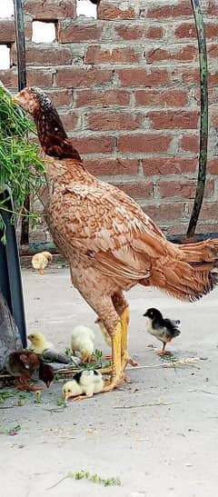 aseel murgi with chicks long height