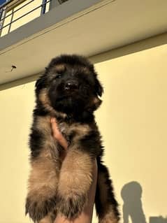 German Shepherd male/ female pups for sale
