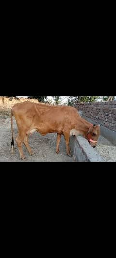 jersey sahiwal cross cow for sale Bacha dead