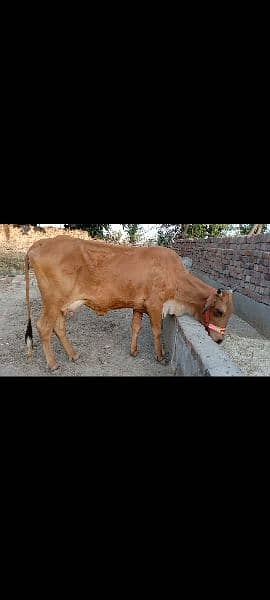 jersey sahiwal cross cow for sale Bacha dead 0