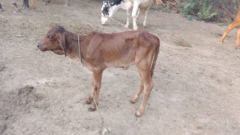 jersey sahiwal cross cow for sale Bacha dead 2