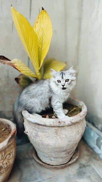 Cat kitten 1