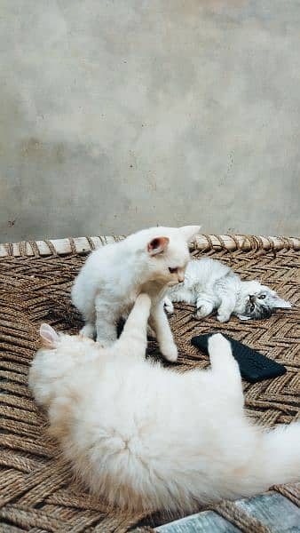 Cat kitten 2