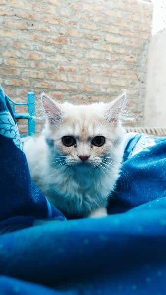 Cat kitten 4