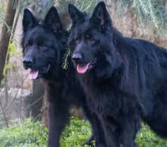 Black German Shepherd long haired pair