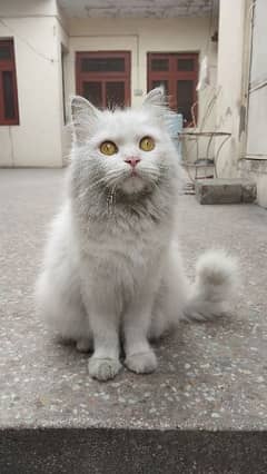 Persian cat white doll face