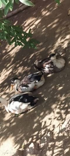 healthy and active for sale ducks.   3 male 3 female final price