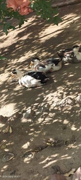 healthy and active for sale ducks.   3 male 3 female final price 1