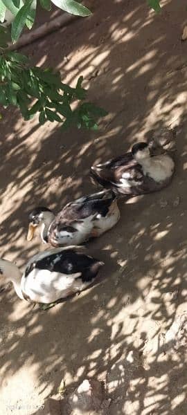 healthy and active for sale ducks.   3 male 3 female final price 2