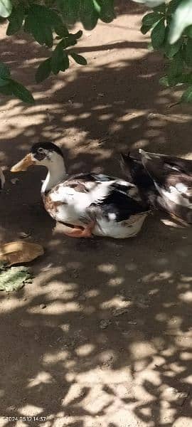 healthy and active for sale ducks.   3 male 3 female final price 5