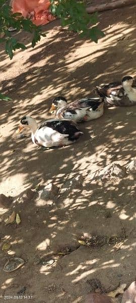healthy and active for sale ducks.   3 male 3 female final price 9