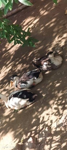 healthy and active for sale ducks.   3 male 3 female final price 15