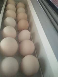 Pure desi eggs