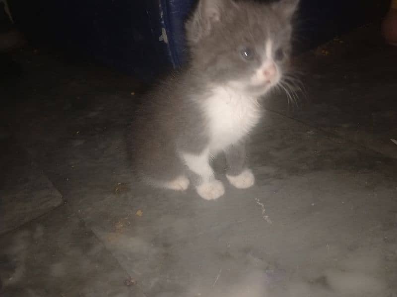 1x Persian kitty for sale 1