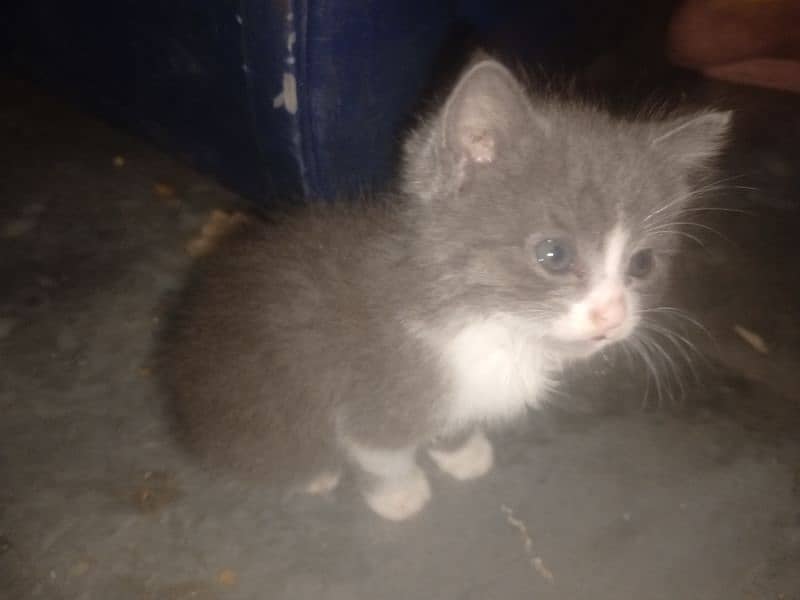 1x Persian kitty for sale 2