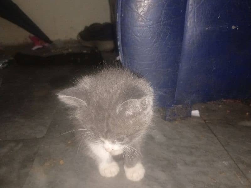 1x Persian kitty for sale 3