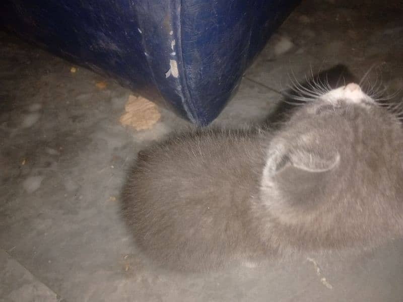 1x Persian kitty for sale 4
