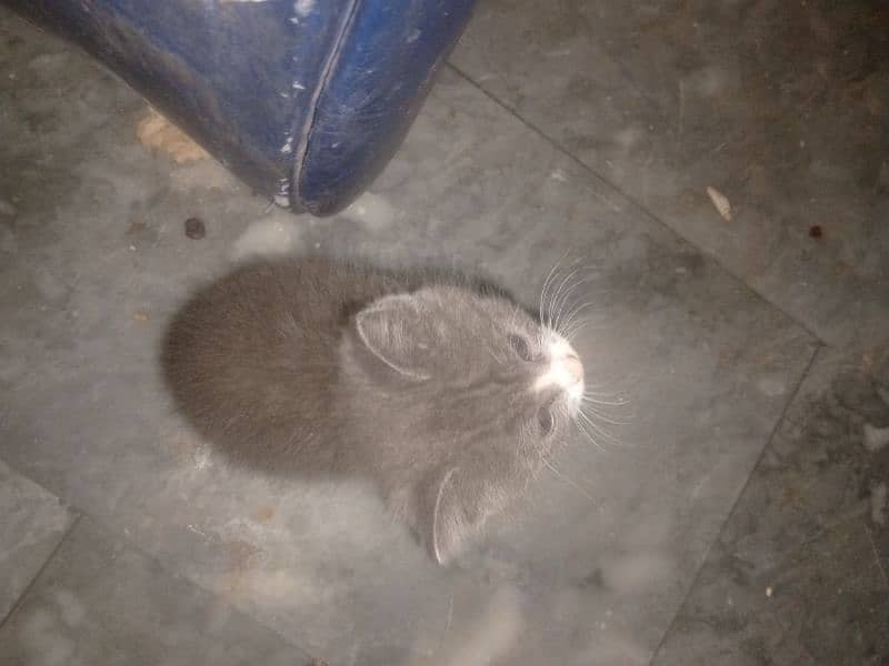 1x Persian kitty for sale 5