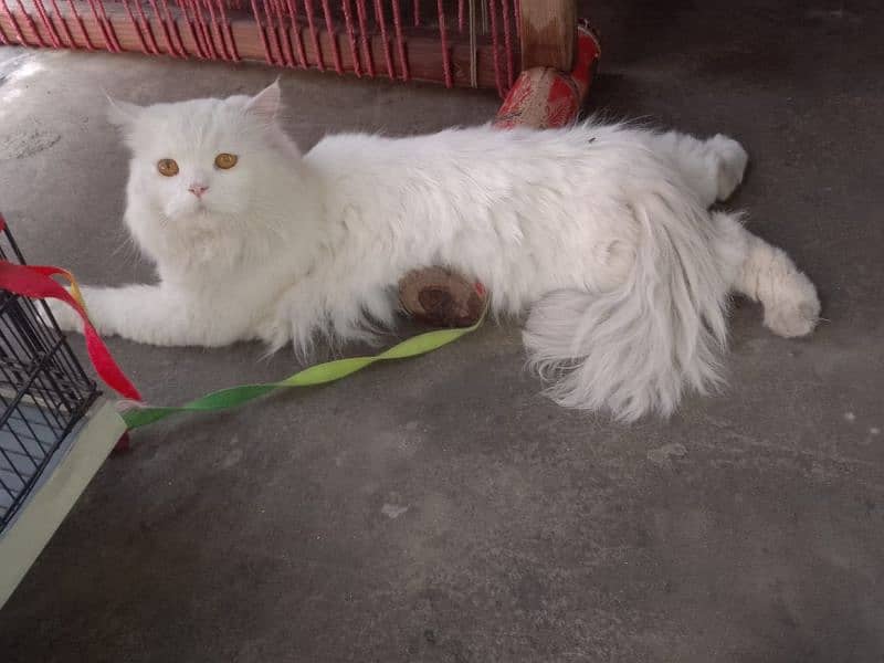 Persian male for sale healthy and active only WhatsApp 03268815926 0