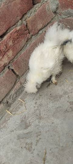 Silkie pair for sale
