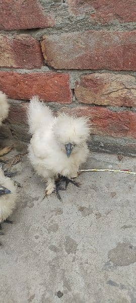 Silkie pair for sale 1